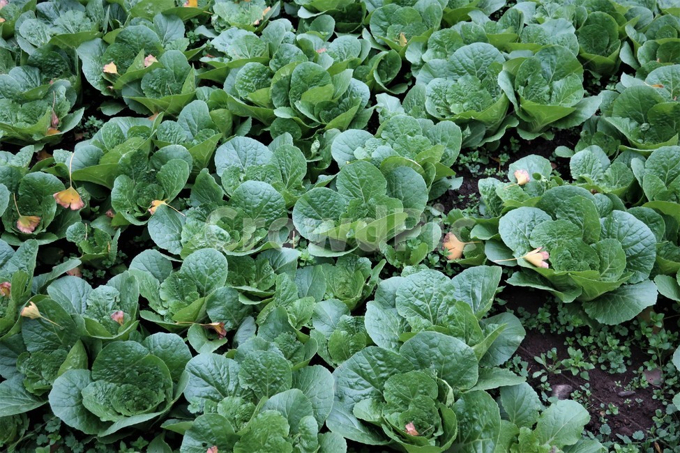 제주,배추,배추밭,농사,밭농사,수확,초록,야채,채소,식재료,식물,자연,plants,nature