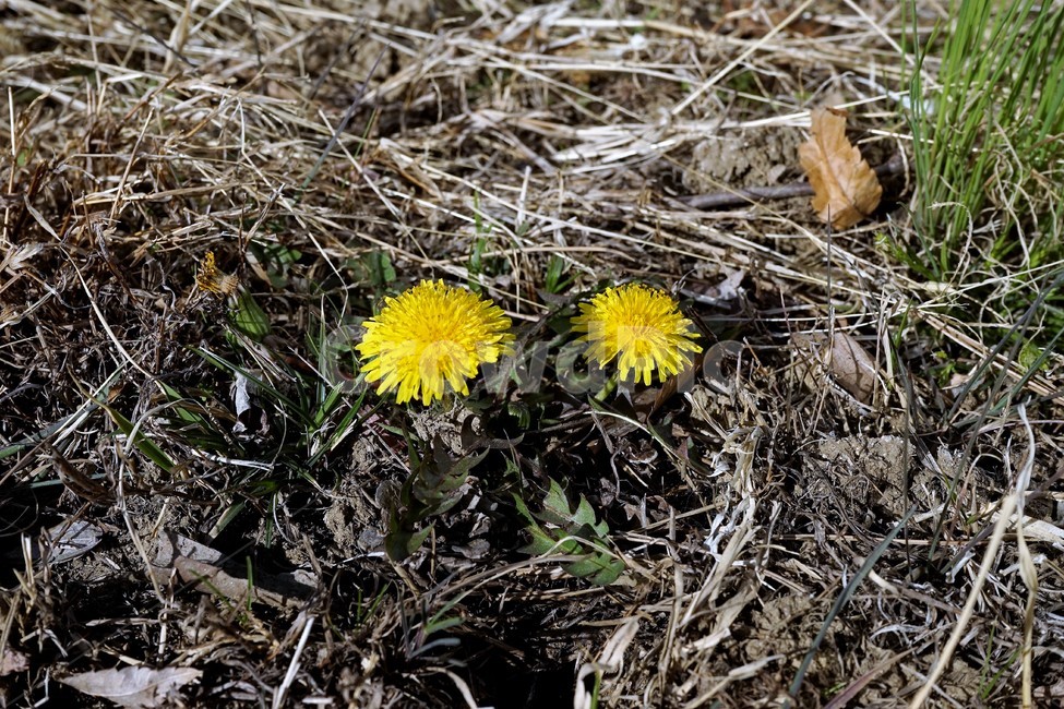 민들레,노랑,봄,꽃,계절,dandelion,spring,flower,bloom,yellow,life,생명,봄소식,식물,자연,plants,nature,꽃,flower