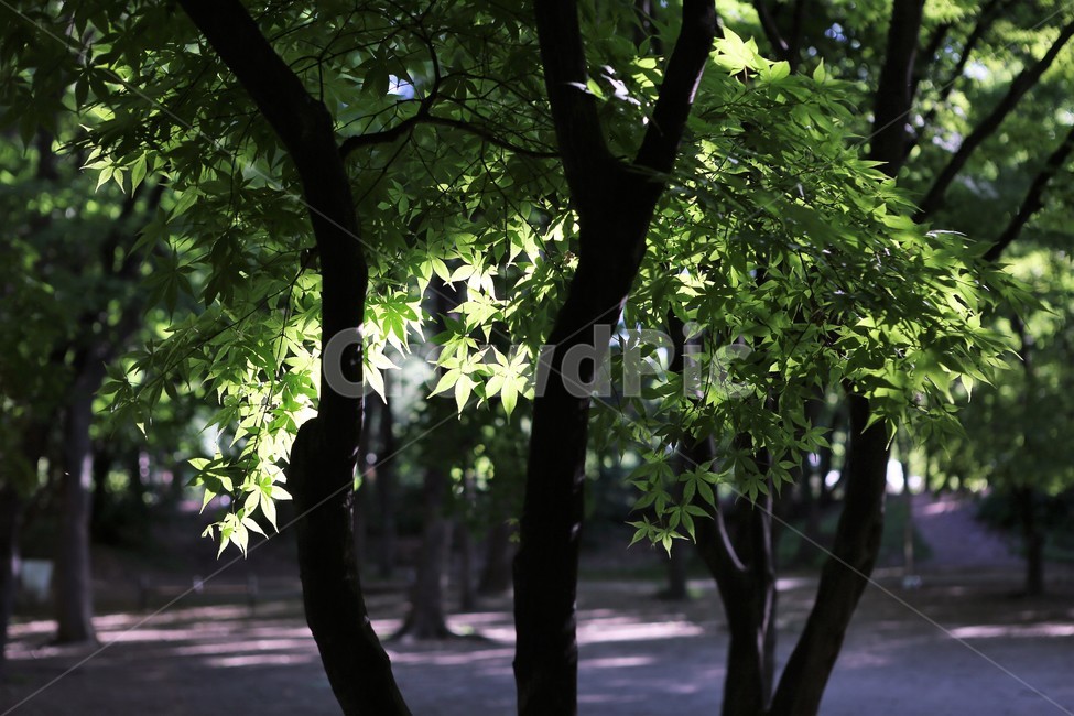 자연,nature,빛,봄,초록,오후,sunshine,green,afternoon,tree,나무,단풍나무,식물,자연,plants,nature,나무,trees,wood