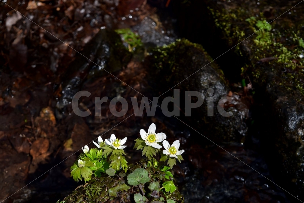 모데미풀,봄,야생화,꽃,청태산,강원도,봄꽃,고산야생화,감성,wildflower,산꽃,봄야생화,계곡,이끼,꽃말,슬픈추억,아쉬움,MegaleranthissaniculifoliaOhwi,금매화아재비,운봉금매화,식물,자연,식생,생태,식물,자연,plants,nature,꽃,flower