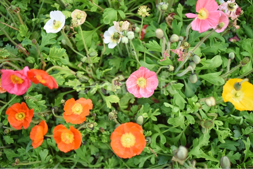 봄꽃,양귀비꽃,봄,꽃,flower,식물,자연,plants,nature,꽃,flower