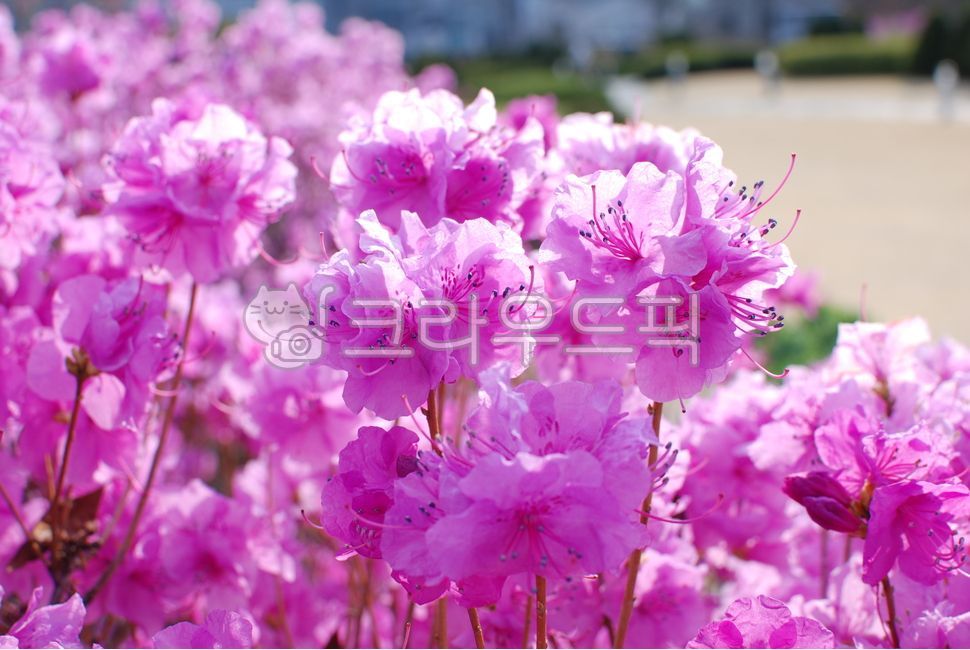 진달래꽃,진달래,꽃,봄,자연,식물,붉은,화사함,화려함,생동감,rhododendronflower,azalea,flower,spring,nature,plants,red,brightness,splendor,vibrance