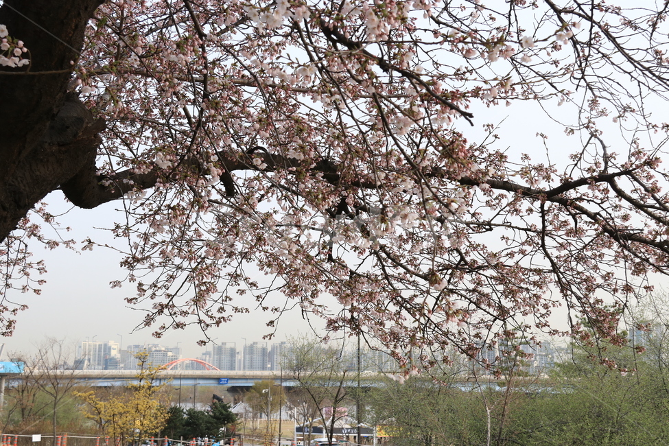 plant,식물,blossom,cherryblossom,벚꽃,flower,꽃,자연,나무,식물,자연,plants,nature,꽃,flower