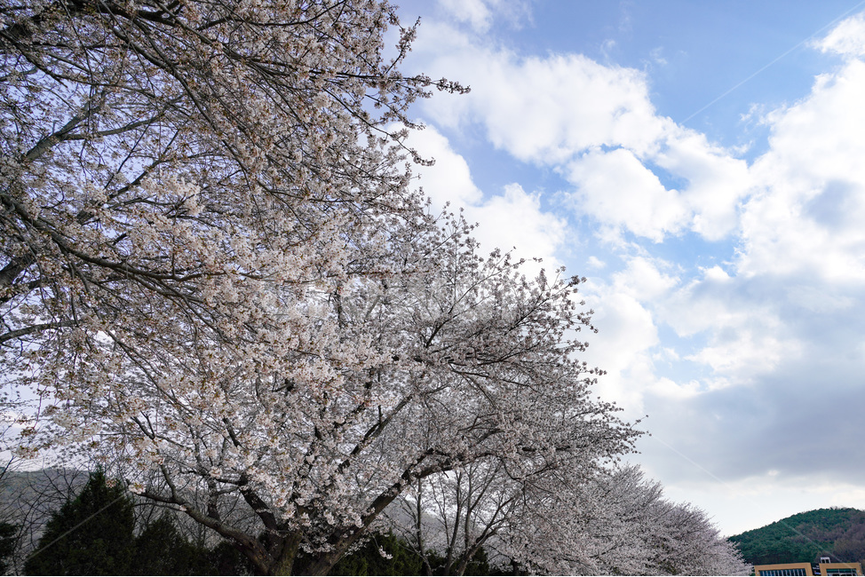 운동장,하늘,벚꽃,벚꽃길,구름,sky,cherryblossom,cloud,봄,계절,spring,season,식물,자연,plants,nature,꽃,flower,plant