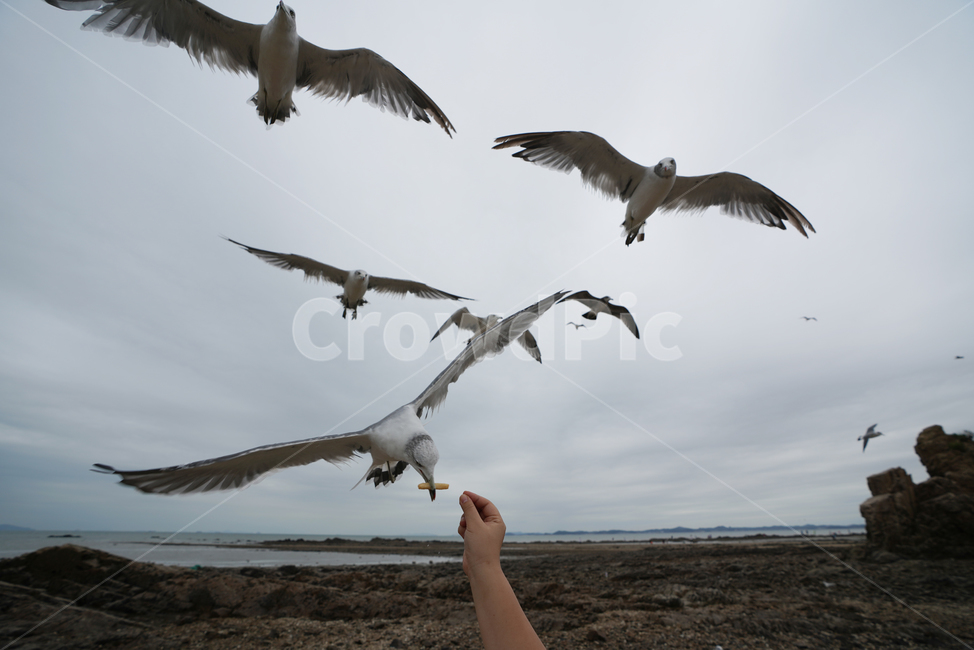 commongull,갈매기,새우깡,animal,동물,바다,해변,beach,제부도,동물,animal,조류,새,birds