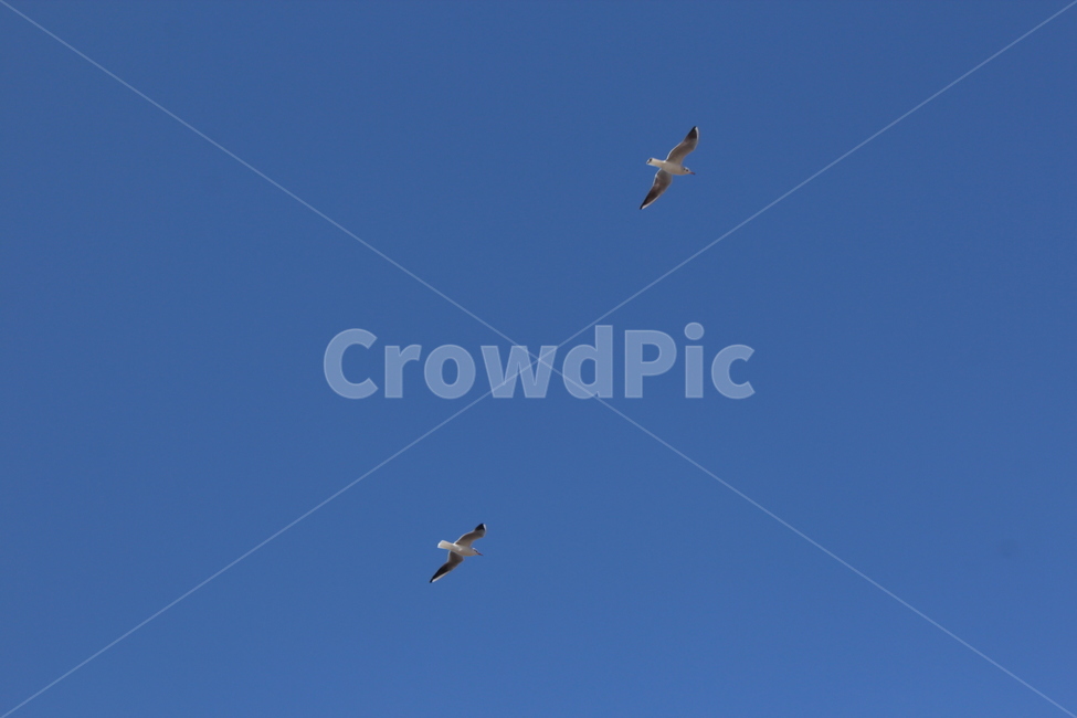 animal,동물,bird,새,flying,나는,갈매기,동물,animal,조류,새,birds
