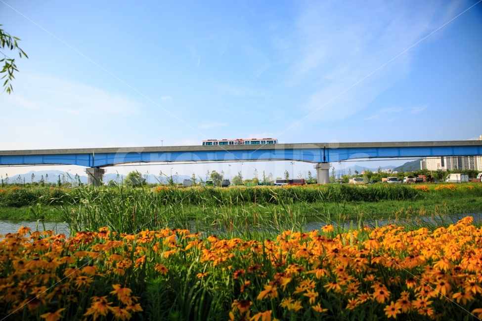 맑음,하늘,구름,기차,꽃,풍경,자연,자연,풍경,nature,landscape,교통,교통수단,traffic,transportation,train track,기찻길,rail,레일,railway,철도