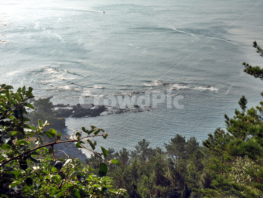 박수기정,서귀포시,올레9코스,올레,바다,제주,숲,자연,풍경,nature,landscape,한국자연풍경,한국자연경관,korea nature landscape,제주도,jeju,jeju island,outdoors,옥외,land,땅,scenery,tree,나무,plant,식물,vegetation,초목,경치