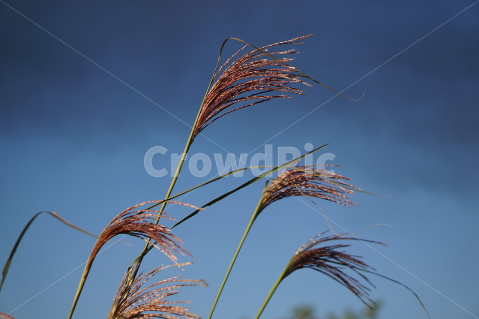 갈대,가을,background,백그라운드,하늘,갈대밭,sky,blue,생기게하다,식품,곡물,produce,잔디,plant,vegetable,grass,grain,가을,계절,fall,autumn,season