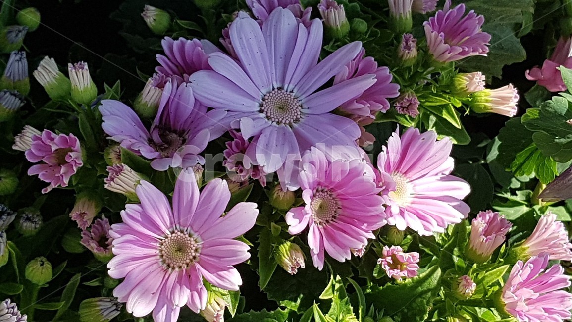 식물,blossom,데이지,꽃,daisies,flower