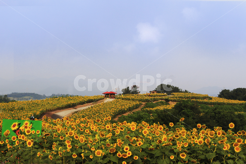 해바라기,정열,태양,사랑,그리움,식물,자연,plants,nature,꽃,flower