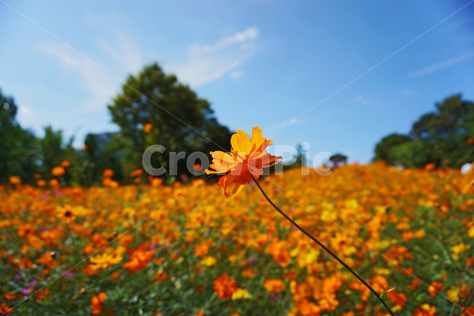 자연,코스모스,꽃,가을,식물,풍경,가을,계절,fall,autumn,season,plant