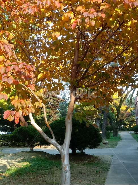 가을,단풍,낙엽,maple,plant,식물,단풍나무,단풍잎,leaf,잎,tree,나무,계절,fallautumnseason,가을단풍,자연,풍경,경치,가을,계절,fall,autumn,season,식물,자연,plants,nature,나무,trees,wood,tree trunk,나무 줄기
