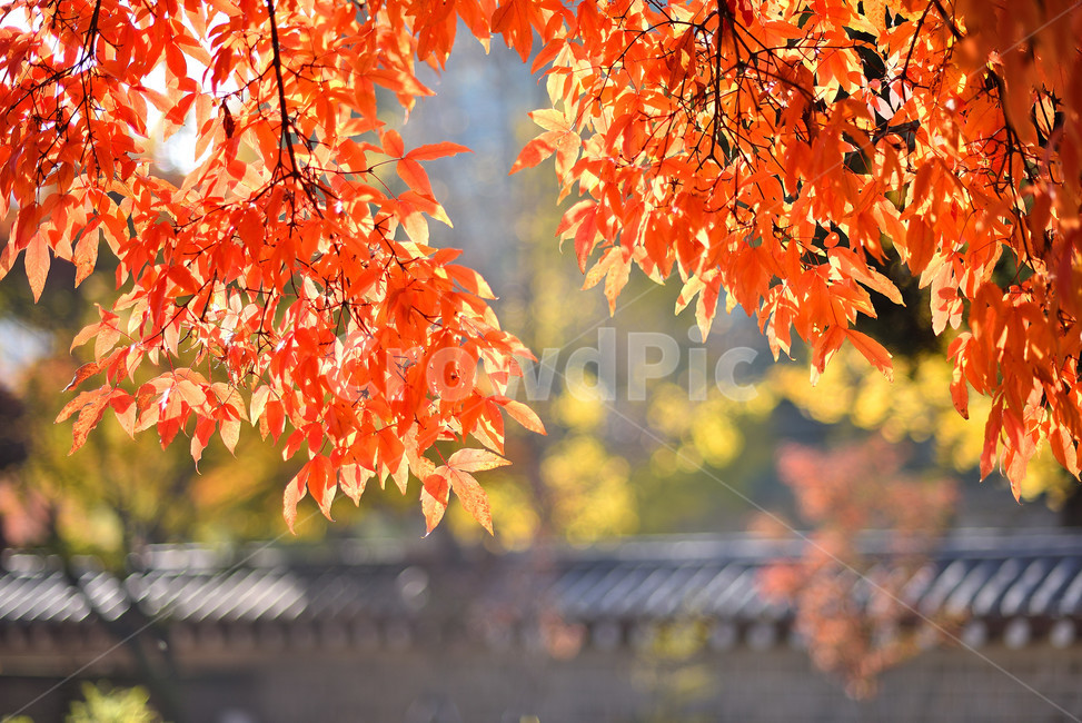 단풍,단풍잎,식물,단풍나무,가을,붉은,가을,계절,fall,autumn,season