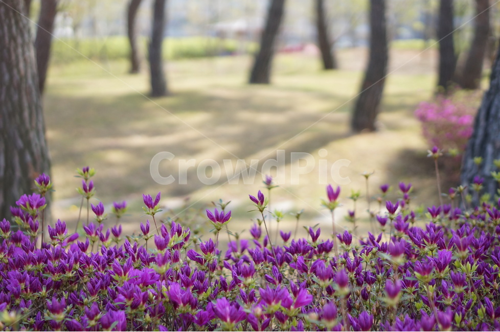 영산홍,소나무,핑크,봄,빛,나무,봄,계절,spring,season,식물,자연,plants,nature,꽃,flower,blossom,geranium,제라늄,plant