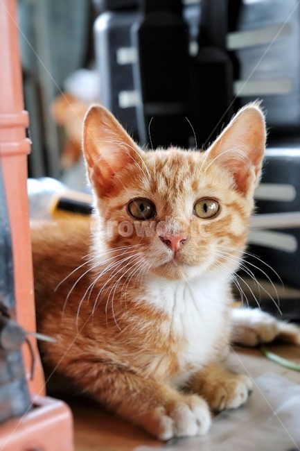 동물,고양이,아기고양이,아가고양이,animal,pet,cat,동물,animal,포유류,mammal,고양이,cat,kitten,kitty