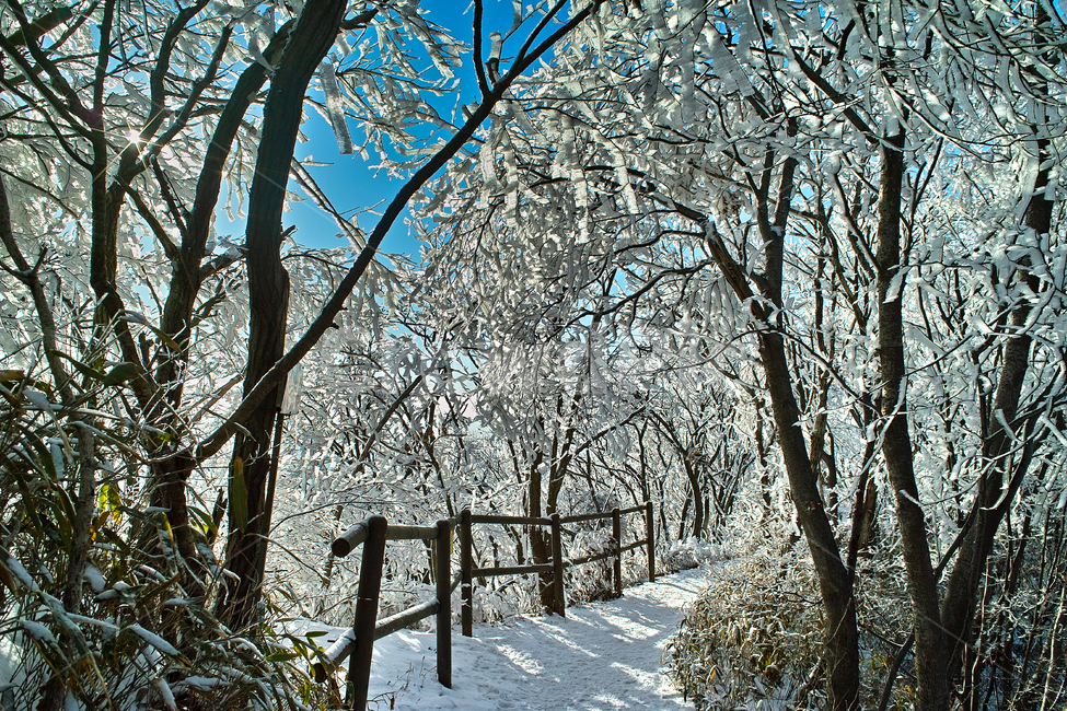 겨울,상고대,눈꽃,나무,겨울산,겨울,계절,winter,season