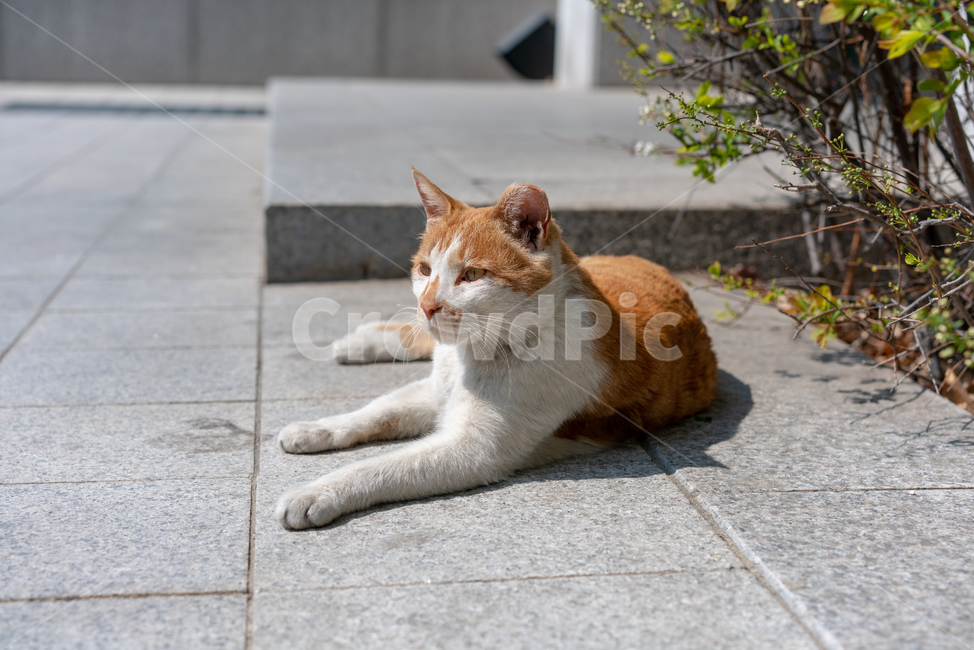 고양이,치즈냥이,한가로움,낮,돌,동물,animal,포유류,mammal,고양이,cat,kitten,kitty
