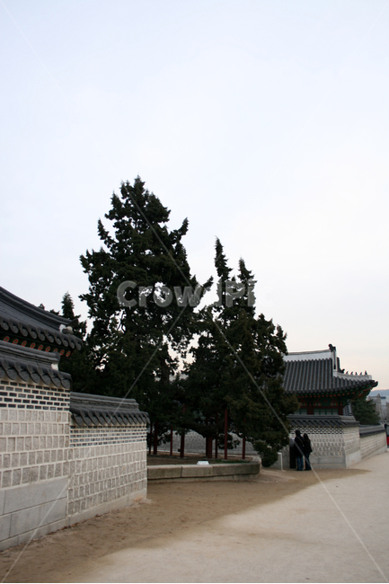 창덕궁,향나무,나무,궁궐,전통,한국,한국전통,한국문화,korean traditional,korean culture,랜드마크,landmark,tourist attraction,한국랜드마크,한국관광지,한국명소,korea landmark,korea tourist attraction