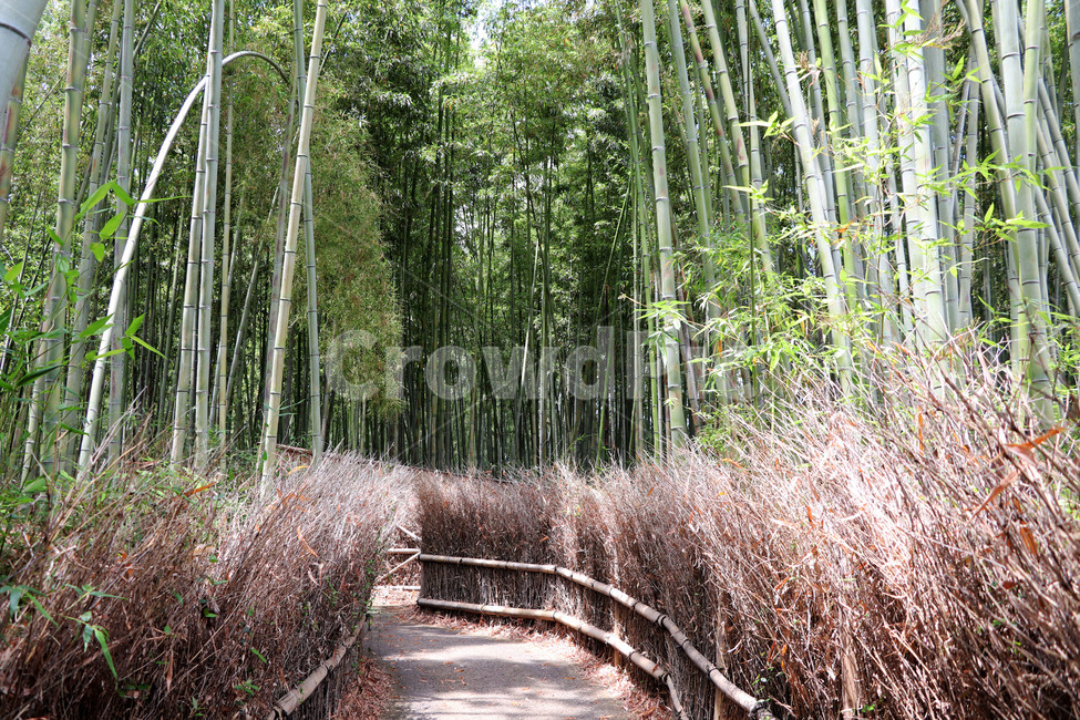 대나무,갈대숲,대나무숲,걷고싶은길,조용한길,나무,trees,wood