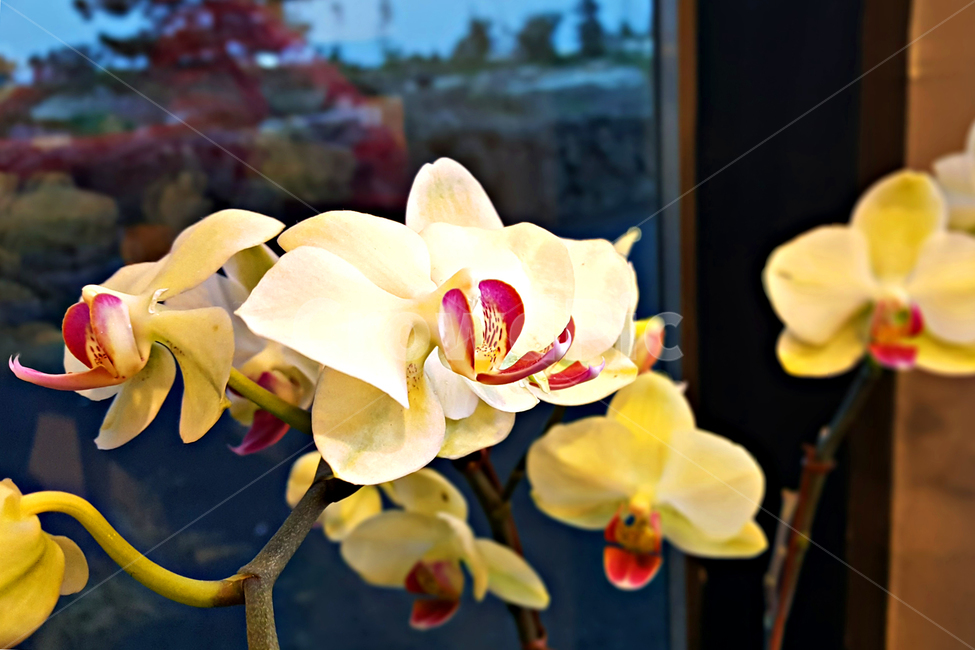꽃,flower,식물,plant,blossom,난초,난,난꽃,식물,자연,plants,nature,꽃,flower