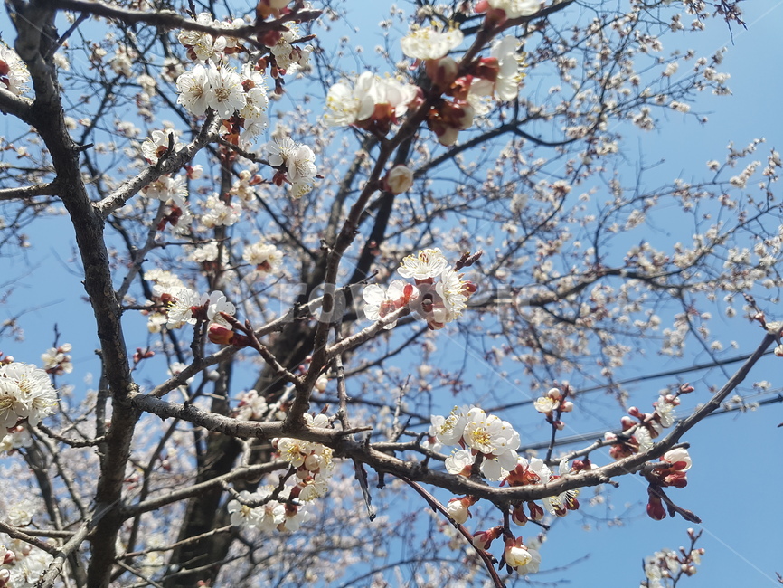 봄,spring,flower,벚꽃,벚꽃축제,파란,밝은,따사로운,따뜻한,햇살,봄,계절,spring,season,식물,자연,plants,nature,꽃,flower,plant,blossom,cherry blossom