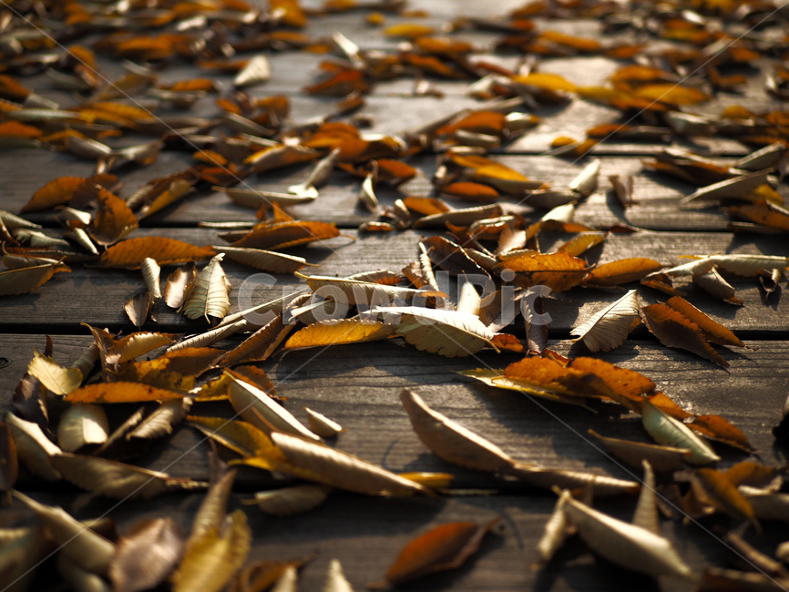 낙엽,가을,나뭇잎,leaves,fall,autumn,감성,sensible,feeling