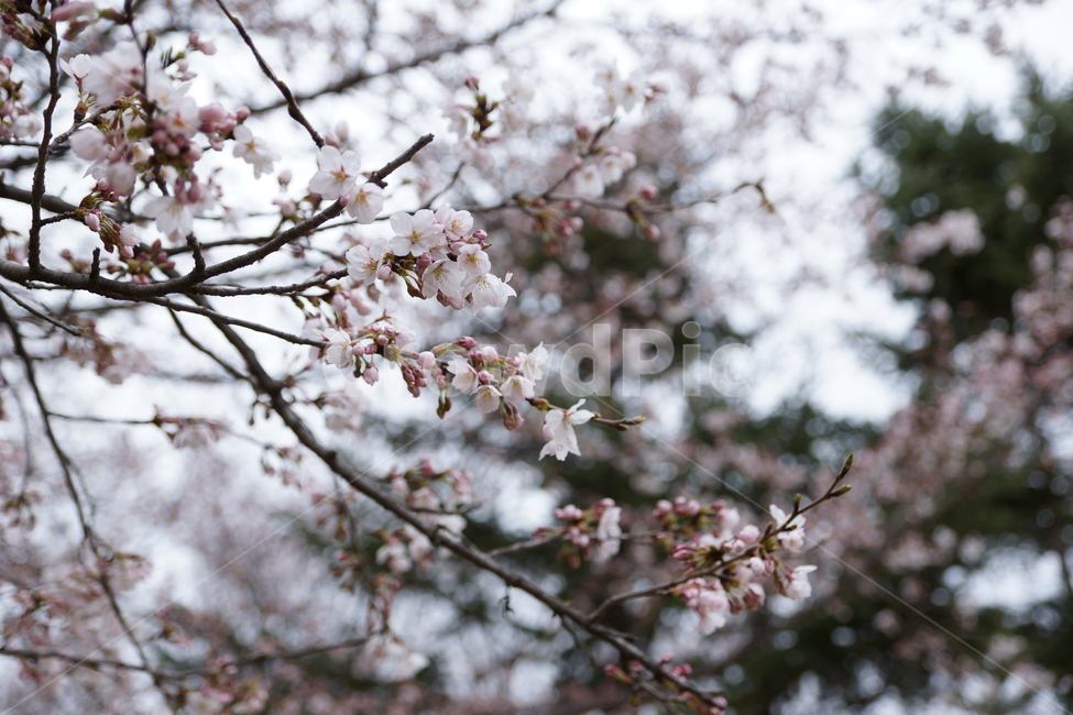꽃,벚꽃,봄꽃,꽃나무,벚나무,매화,봄나무,봄,식물,식물,자연,plants,nature,꽃,flower