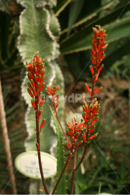 알로에,열대식물,식물,flower,plants,nature,꽃,꽃봉오리,식물,자연,plants,nature,꽃,flower
