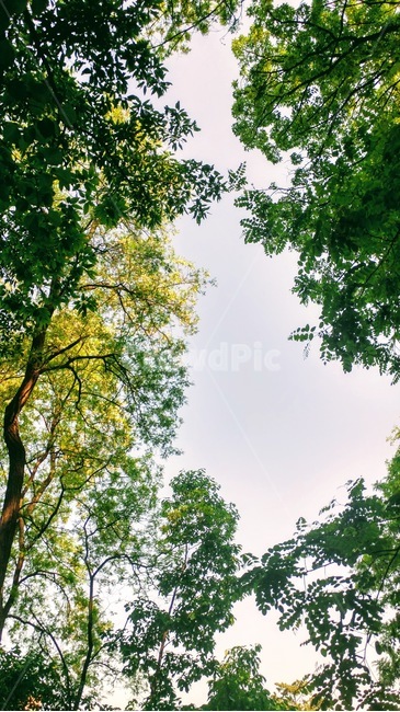 tree,나무,plant,식물,초목,나무줄기