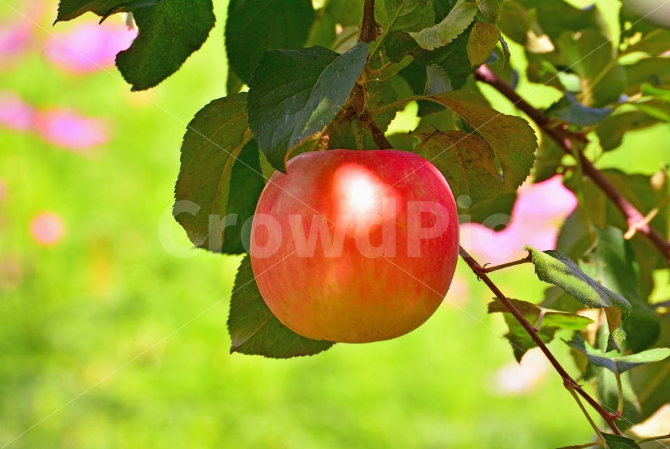 사과,애플,apple,과일,음식,가을,시즌,계절,단풍,단풍잎,시안,디자인,디자이너,출판,편집,책자,서적,사보,카다로그,콘텐츠,리플렛,브로셔,모바일,팝업,전단,광고,색감,칼라풀,sns,ebook,웹,마케팅,마켓팅,season,감성,필,느낌,나뭇잎,autumn,fall,red,color,9월,10월,잼,쥬스,과일주,애플파이,먹고싶은,군침,맛,감칠맛,새콤,달콤,비타민,다이어트,건강식품,식초,사과산,구연산,fruit,food,과수원,사과밭,jam,juice,잘익은,수확,열매,유실수,농원,샐러드,생과일,음식,식재료,요리,food,cook,meal,dishes,food reserves,과일,열매,fruit
