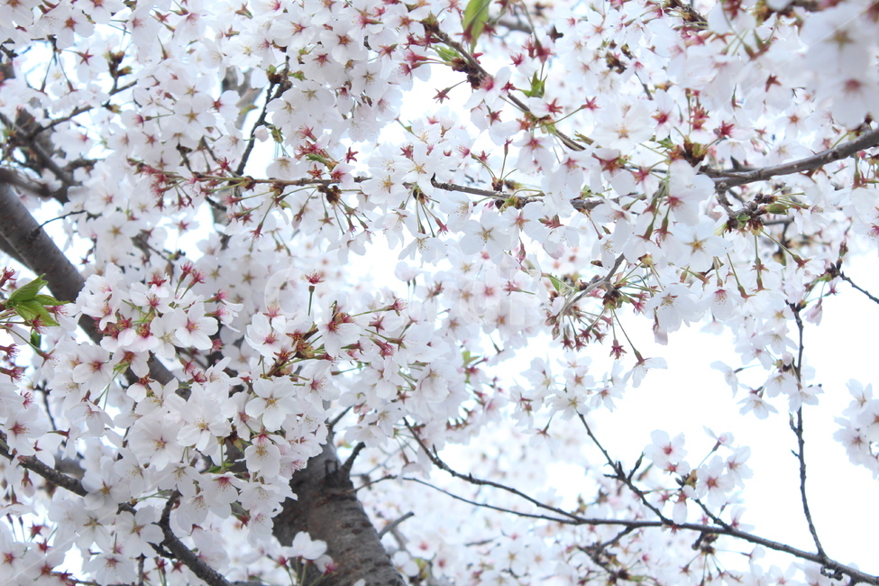 벚꽃,꽃,꽃배경,봄배경,분홍꽃,봄,계절,spring,season,식물,자연,plants,nature,꽃,flower,plant,blossom