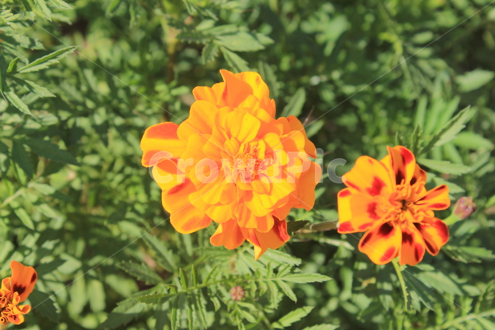 만수국,가을,식물,꽃,autumn,fall,plant,flower,flowers,geranium,제라늄,매리골드,메리골드,marigold,식물,자연,plants,nature,꽃,flower