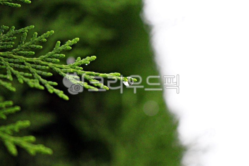 tree,morning dew,coniferous plant,raindrop,water drop,Dew,plant,dew,arborvitae tree,conifer