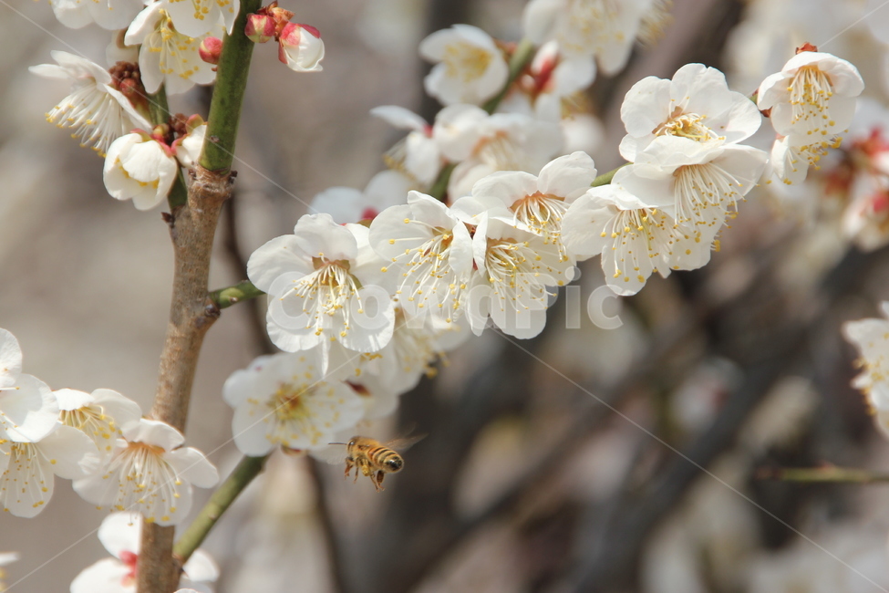 꿀벌,매화,꽃,매화꽃,자연,봄,계절,spring,season,식물,자연,plants,nature,꽃,flower,동물,animal,곤충,벌레,insect,bug,plant,invertebrate,무척추 동물,bee,벌,honey bee