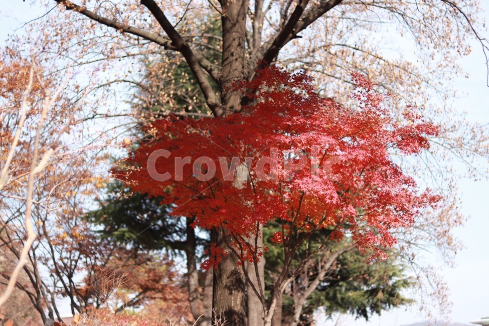 단풍,빨간색,나무,햇살,자연,자두색,크림슨색,가을,계절,fall,autumn,season,tree,plant,식물,leaf,잎,maple