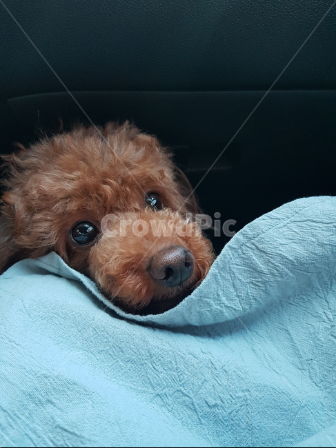 푸들,강아지,동물,poodle,animal