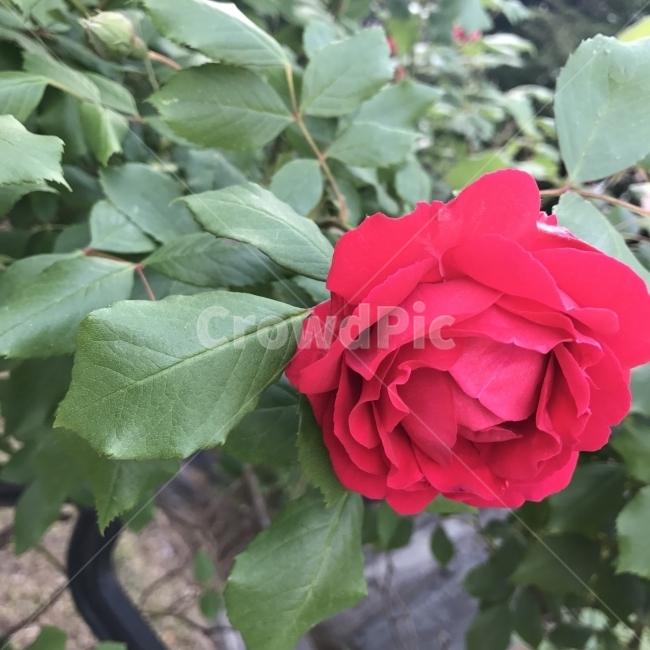 장미,붉은장미,빨간장미,적장미,Rose,여러해살이나무,사랑,관상용,향료용,삽목,나무,Tree,식물,꽃,Flower,식물,자연,plants,nature,꽃,flower