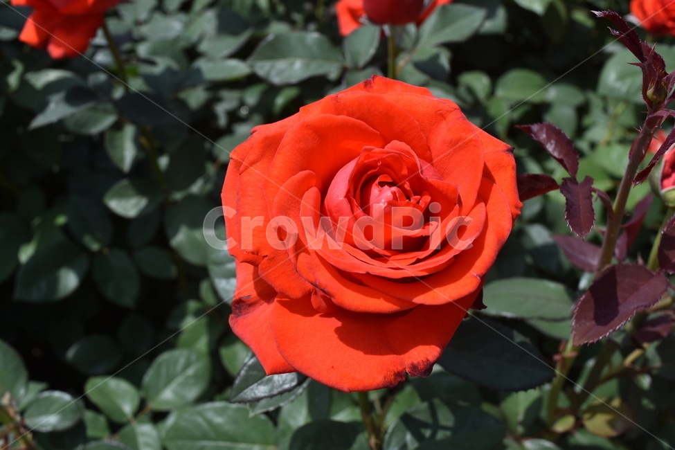 꽃,장미,식물,붉은장미,rose,flower,빨간색,red,식물,자연,plants,nature,꽃,flower
