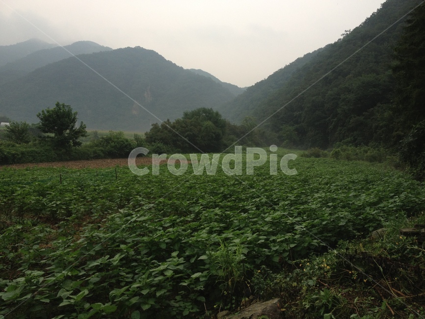 힐링,자연,녹색,산,풀