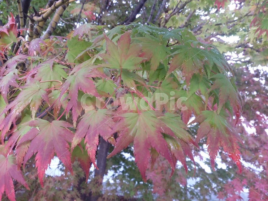 leaf,잎,plant,식물,나무,maple,단풍,자연,식물,자연,plants,nature