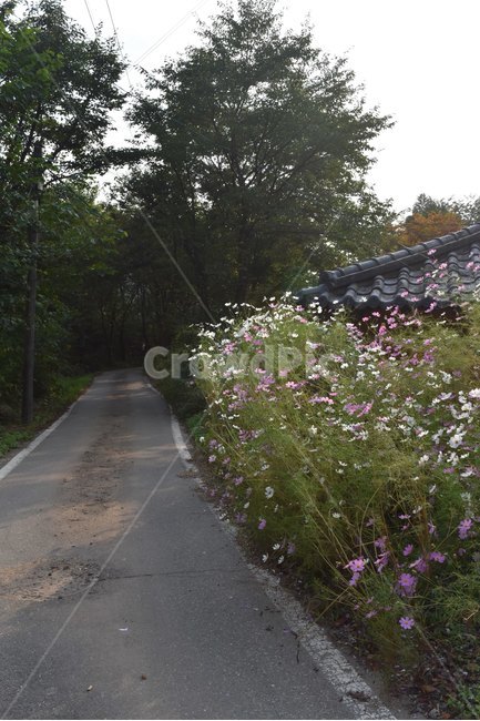 코스모스,가을,꽃길,도로,기와,가을,계절,fall,autumn,season,시골,마을,풍경,landscape,country,rural,town,outdoors,옥외,garden,정원