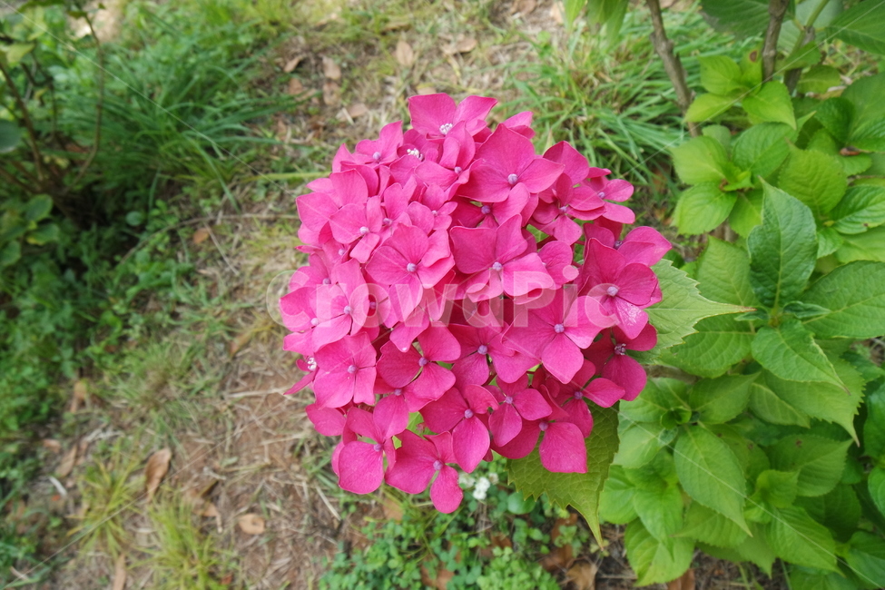 꽃,수국,핑크색,분홍색,식물,flower,자연,계절,핑크,꽃잎,잎,식물,자연,plants,nature,꽃,flower