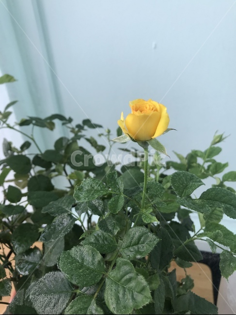 장미,노란장미,식물,꽃,화분,노랑,식물,자연,plants,nature,꽃,flower