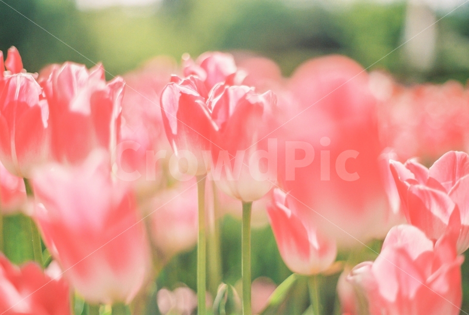 필름사진,꽃사진,미놀타x300,봄,꽃,튤립,분홍튤립,예쁜사진,보라매공원,감성사진,봄,계절,spring,season,식물,자연,plants,nature,꽃,flower,감성,sensible,feeling,색깔,색상,색채,색감,color sense,color sensitivity,feeling of color,plant