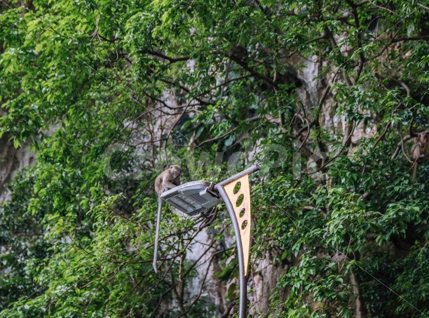 원숭이,동물,말레이시아,쿠알라룸푸르,바투동굴,계단,해외,여행,monkey,animal,malaysia,동물,animal,포유류,mammal
