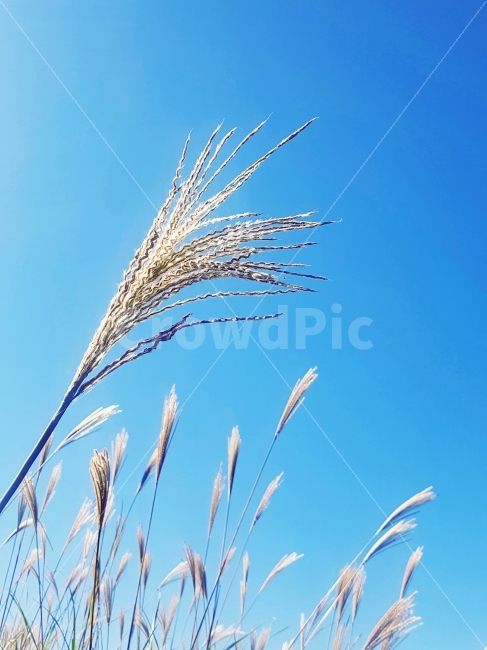 억새,제주도,갈대,가을,하늘,실사,실시간,아침,점심,해,밝음,여행,제주,감성사진,구름,파랑,자연,손,산굼부리,바람,사진,가을,계절,fall,autumn,season,식물,자연,plants,nature,grass,잔디,plant