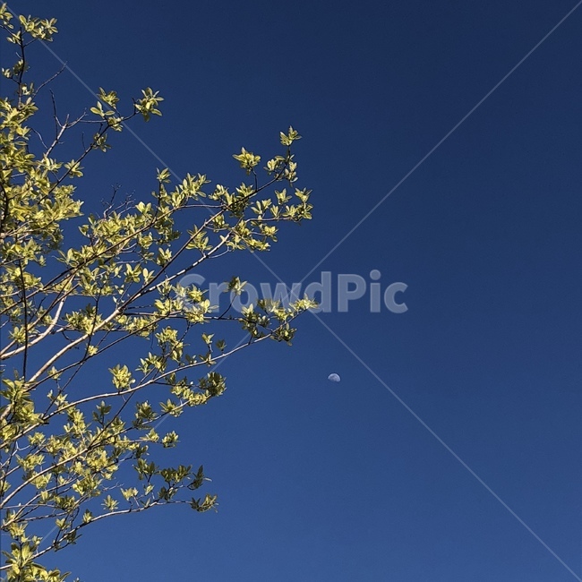 하늘,작은달,반달,파란하늘,식물,tree,나무,treetrunk,나무줄기