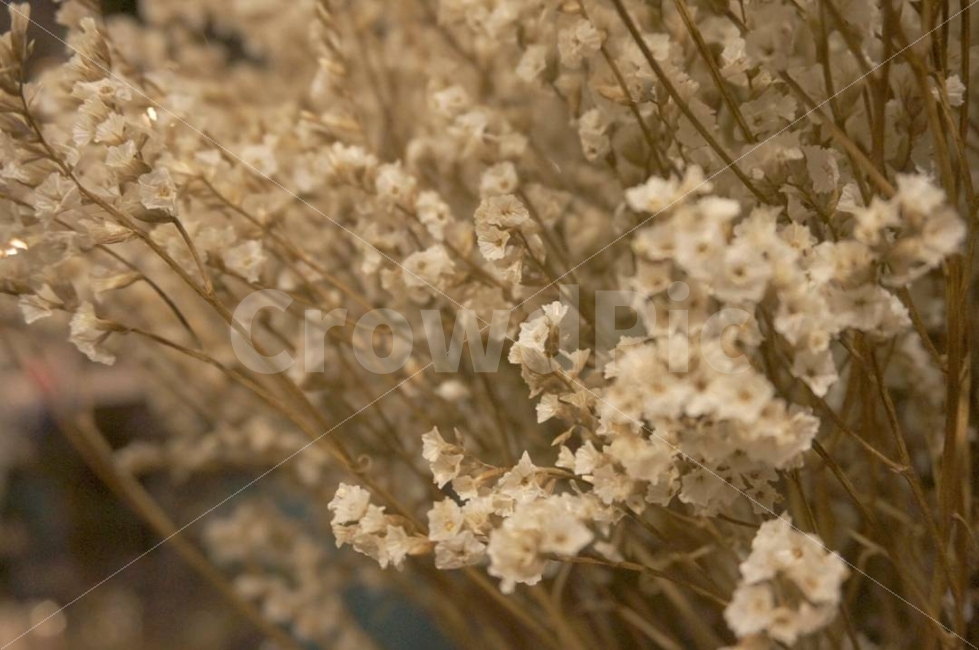꽃,자연,식물,안개꽃,드라이플라워,카페,조화,흰꽃,하얀꽃,식물,자연,plants,nature,꽃,flower