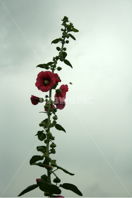 접시꽃,식물,flower,plants,nature,꽃,꽃봉오리,하늘,식물,자연,plants,nature,꽃,flower